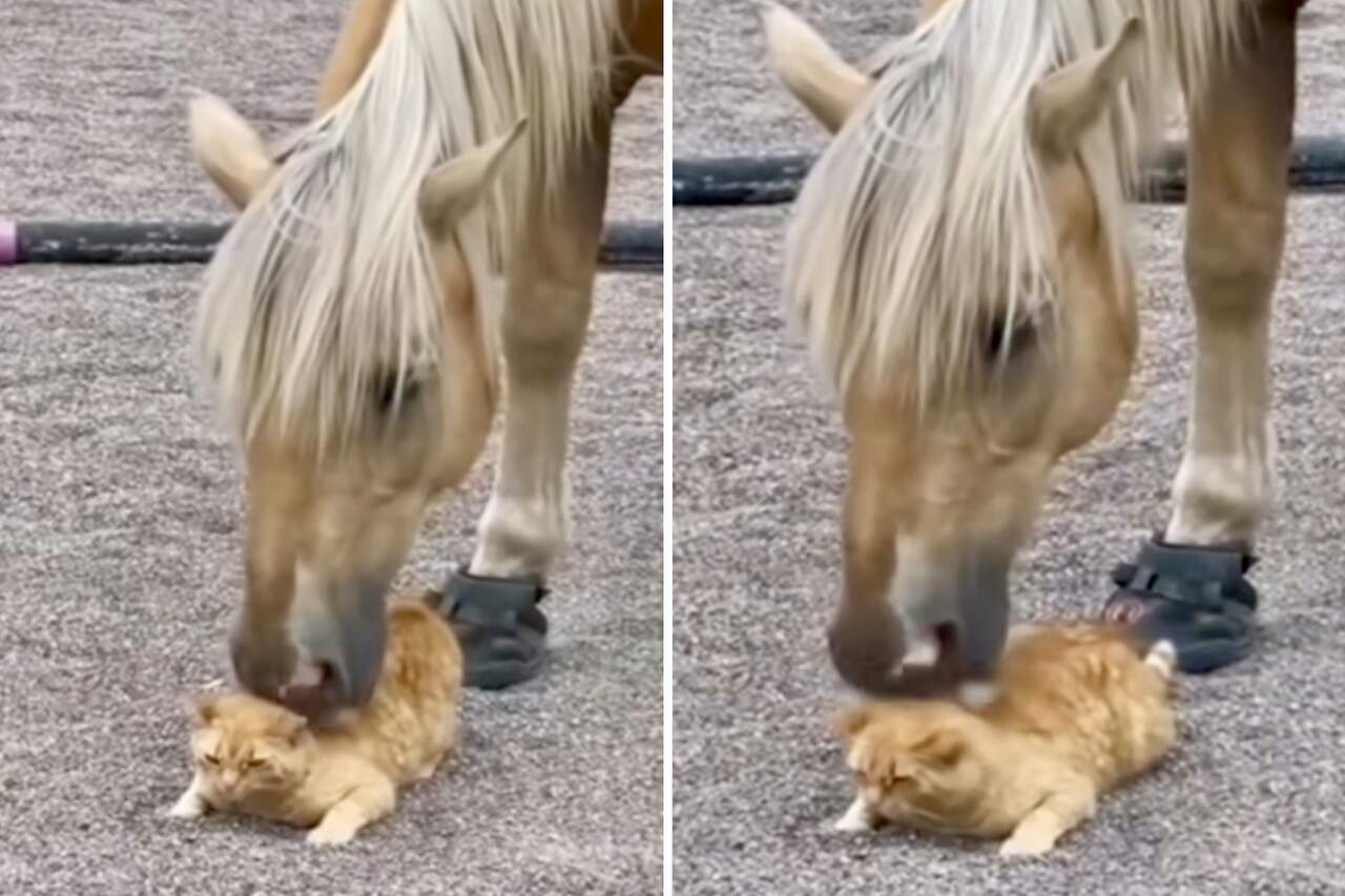 Schattig video: paard ontspant kat met een rugmassage