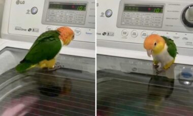 Vídeo hilário: passarinho enlouquece com máquina de lavar roupa