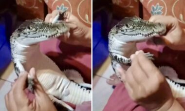 Vídeo fofo e arriscado: mulher trata filhote de crocodilo como bebê