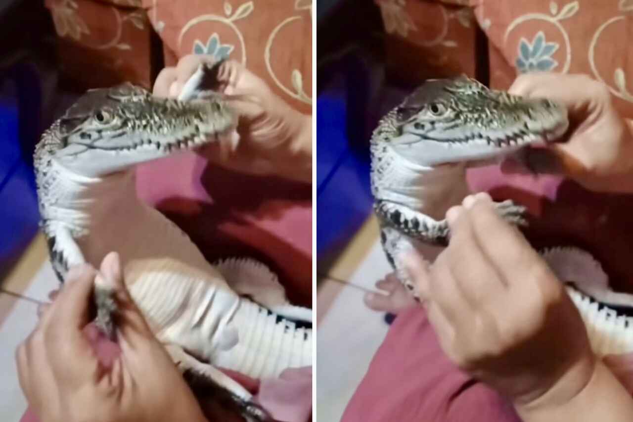 Cute and Risky Video: Woman Treats Baby Crocodile Like a Baby