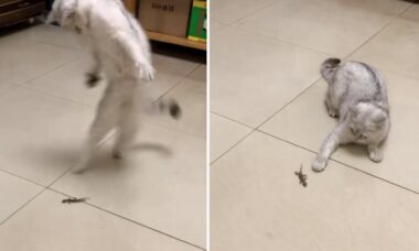 Vídeo hilário: gato usa técnica inusitada para 'brigar' com lagartixa