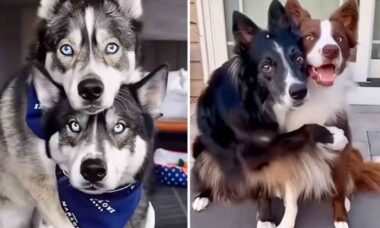 Hunder som er avhengige av å posere for selfies. Foto: Reproduksjon Instagram