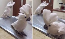 Vídeo hilário: calopsitas enlouquecem com música de Taylor Swift