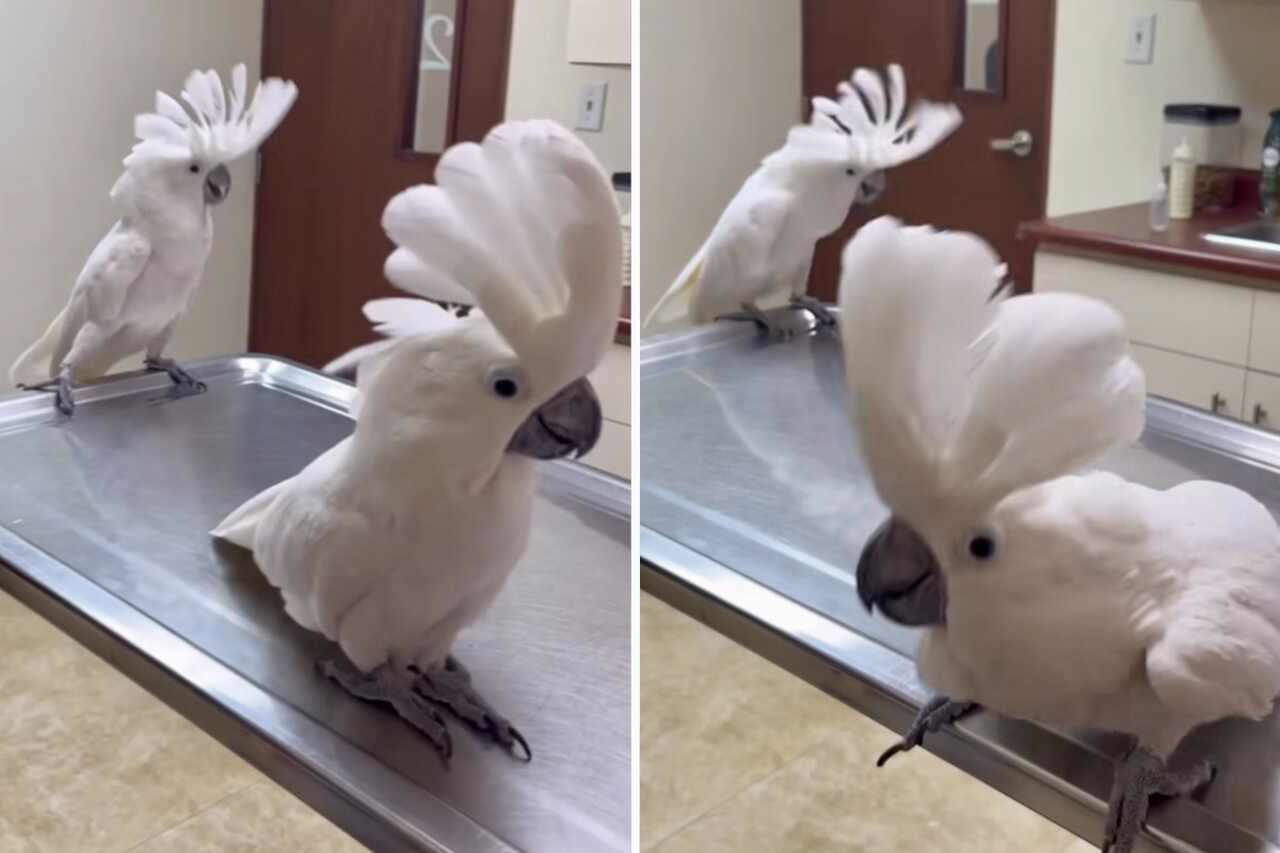 Funny video: cockatoos go crazy with Taylor Swift's music