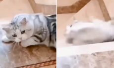 Lite kattkatastrofer på trappan. Foto: Instagram Reproduktion 