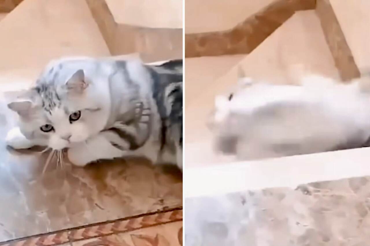 Vídeo doloroso registra pequenos desastres de gatos em escadas