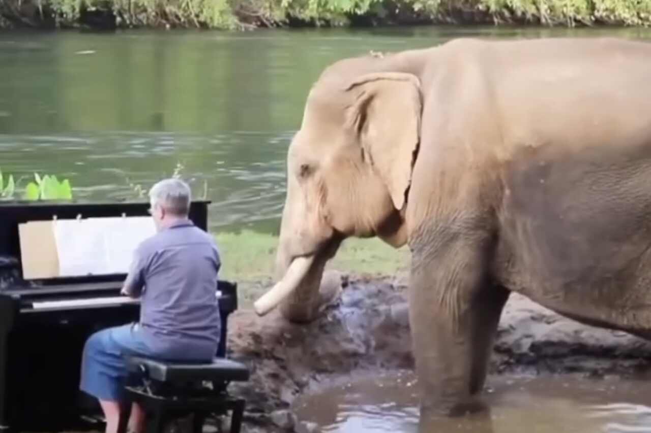 Rørende video: Mann spiller piano for blinde elefanter