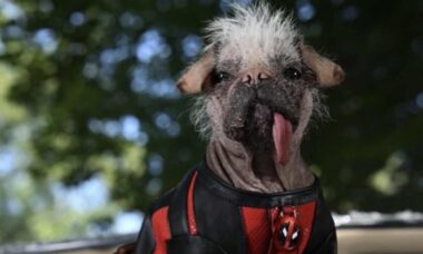 Cão mais feio do mundo desfila em tapete vermelho com Deadpool e Wolverine