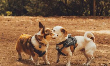 Lär dig hur du socialiserar en vuxen hund. Foto: Reproduktion Sofia Shultz Unsplash