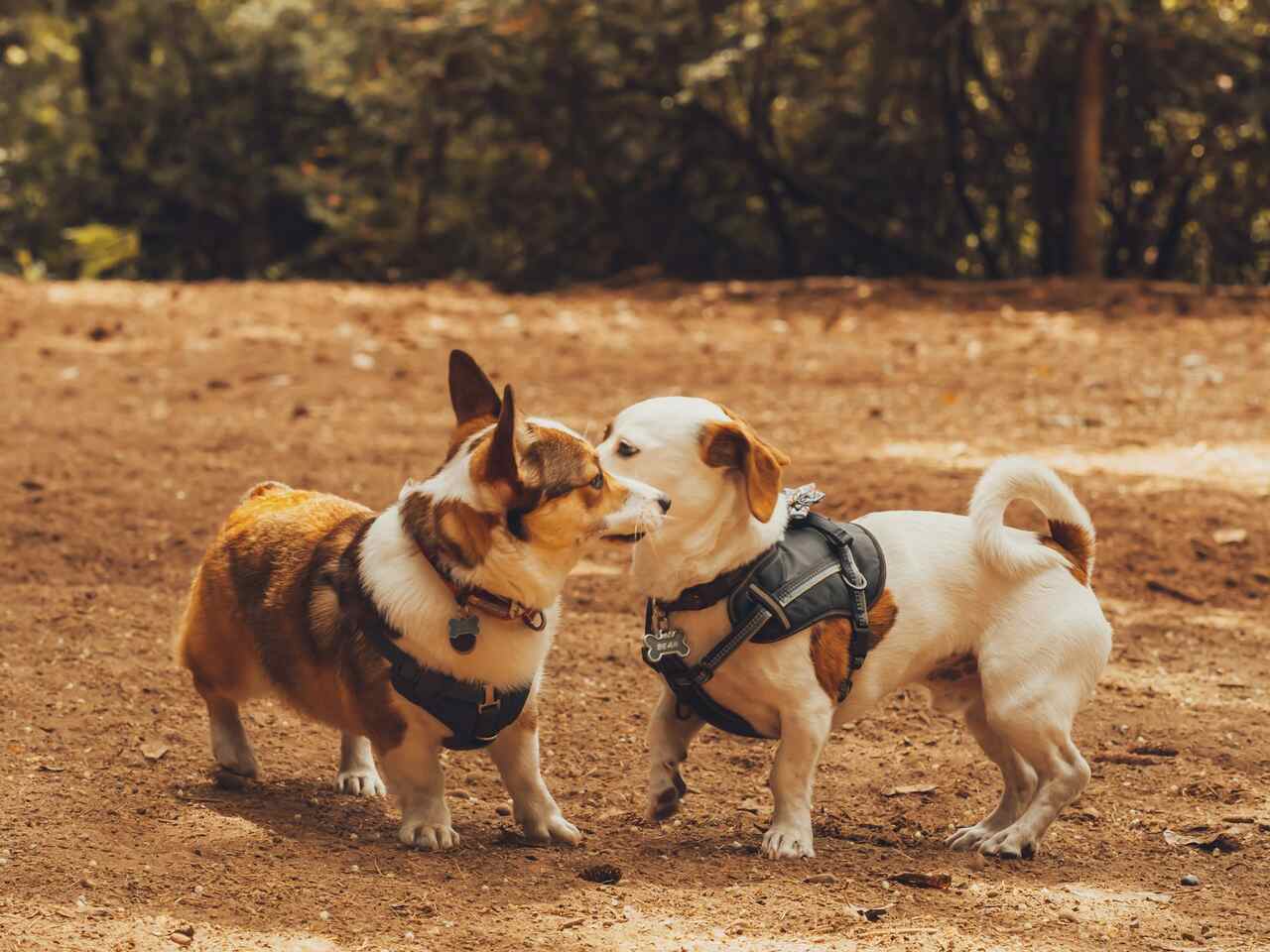 Learn how to socialize an adult dog. Photo: Reproduction Sofia Shultz Unsplash