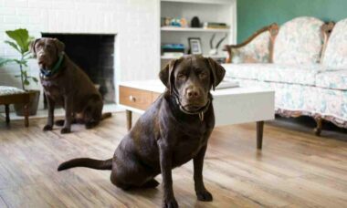Utformningen av hem kan påverkas av husdjur, enligt en studie. Foto: Reproduktion Wade Austin Ellis Unsplash