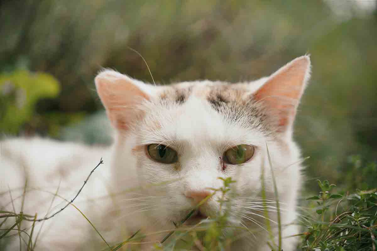 Houd ze uit de buurt van mogelijke roofdieren