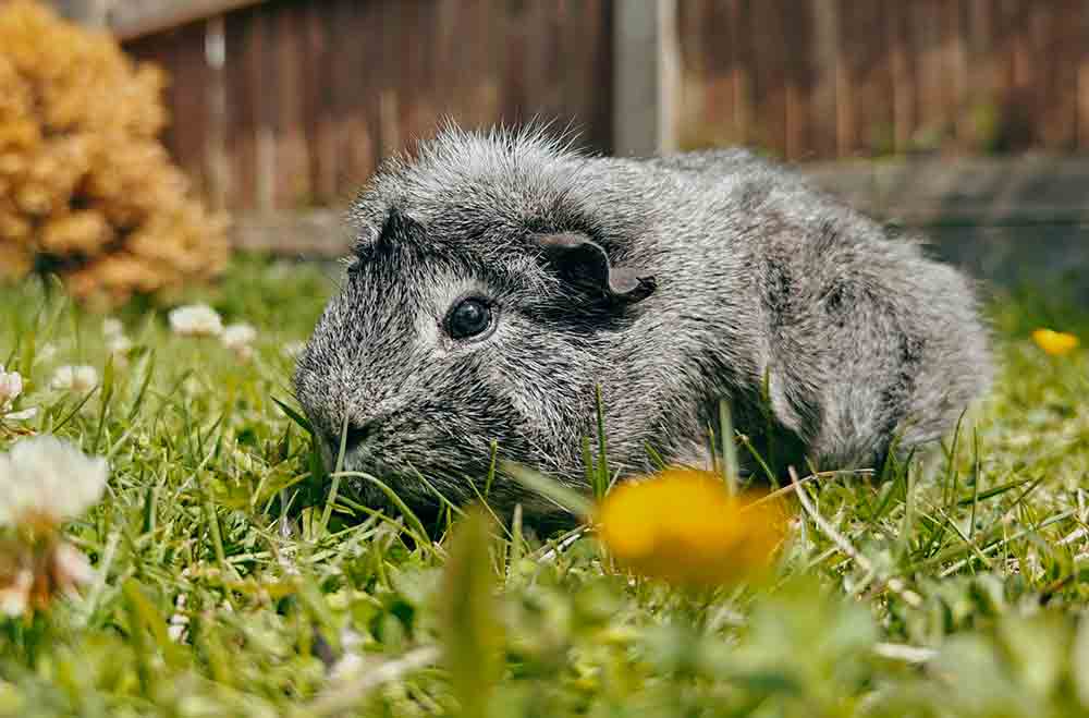 Bied voldoende hooi en gras aan om te eten