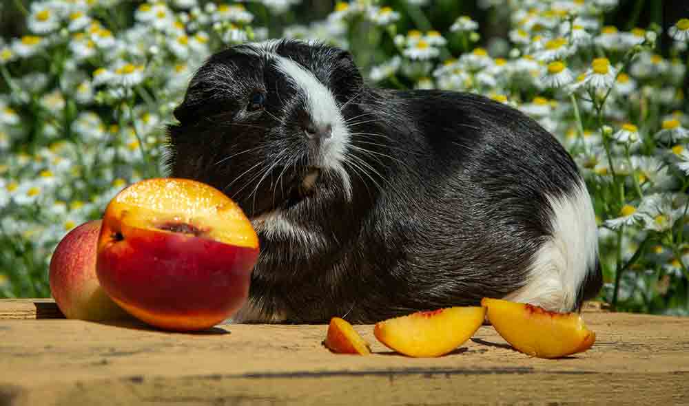 Bieten Sie eine geeignete Ernährung, die sich auf Blattgemüse und kleine Mengen Obst konzentriert