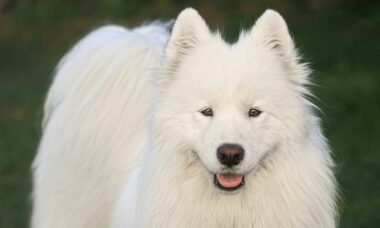 Confira as raças de cães mais caras do mundo