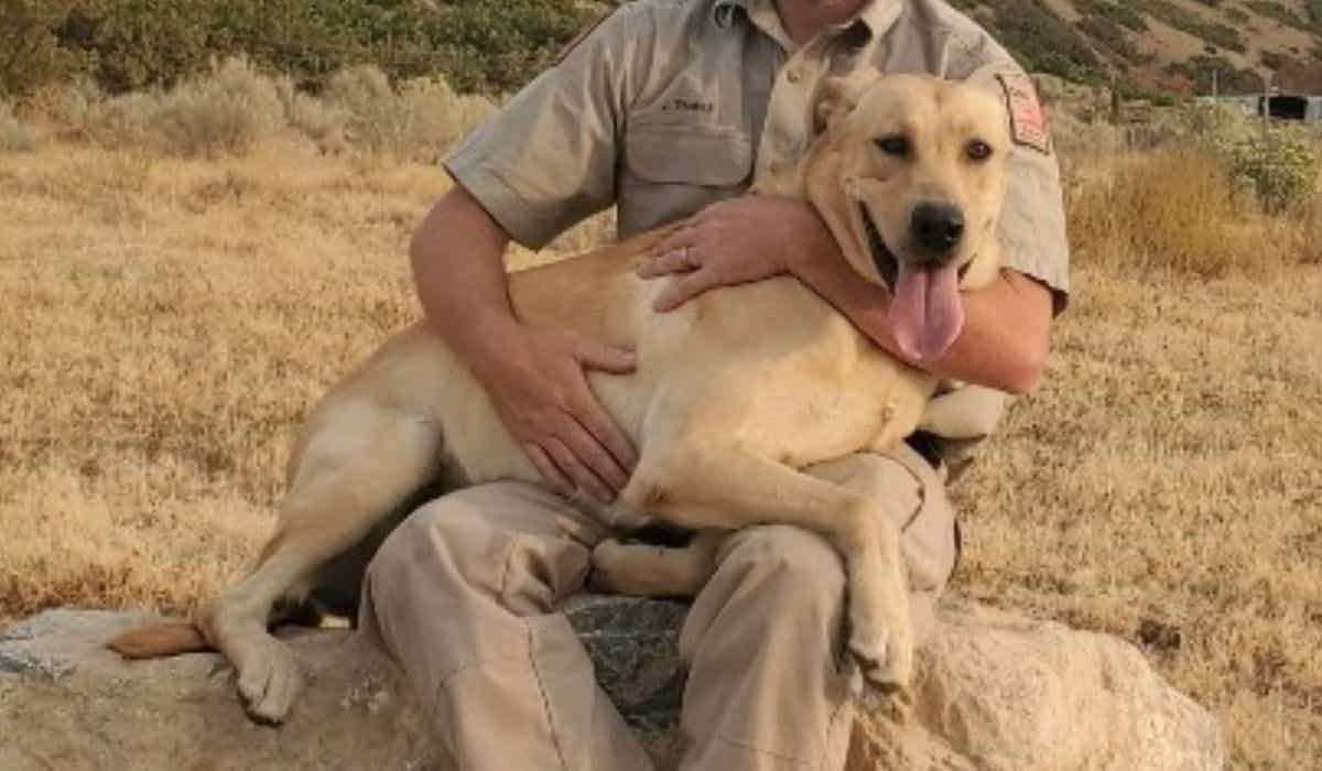 Dog saves 80-year-old owner who has dementia and was lost for three days