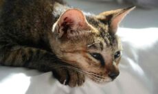 Gatos passam por luto quando outro pet da casa morre, indica estudo