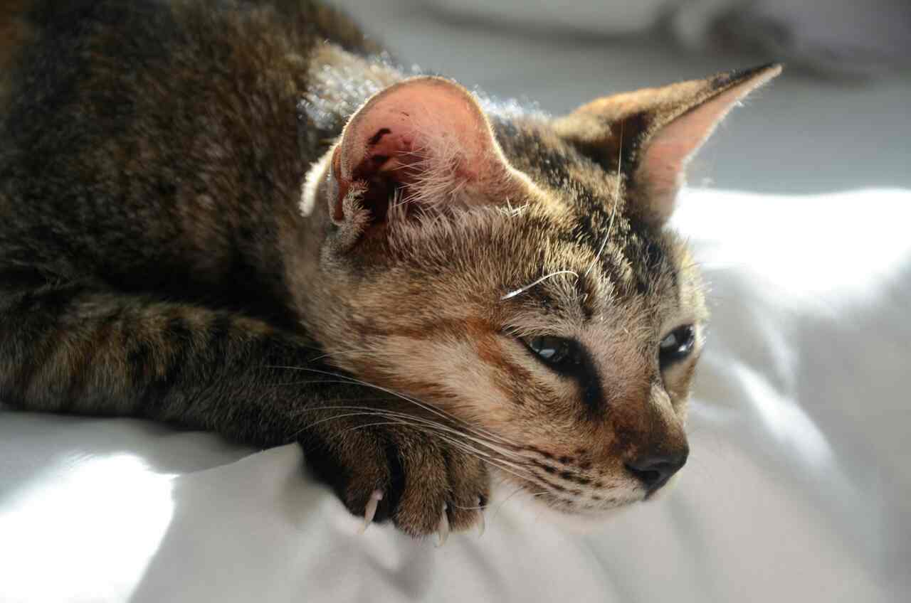 Gatos passam por luto quando outro pet da casa morre, indica estudo