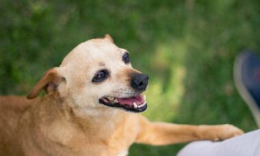 Saiba como fazer seu cão parar de pular nos móveis e nas pessoas