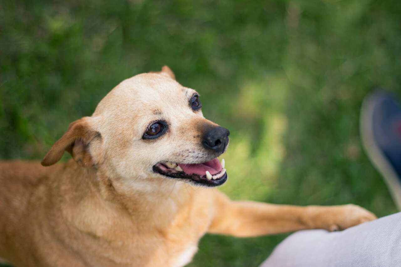 Lär dig hur du får din hund att sluta hoppa på möbler och människor