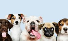 5 coisas que talvez você não saiba sobre os cães