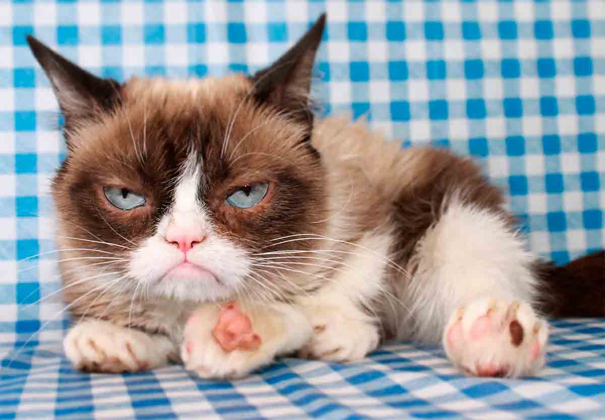 Grumpy Cat (@RealGrumpyCat)