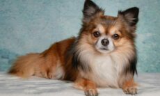 Conheça a história da raça de cães chihuahua