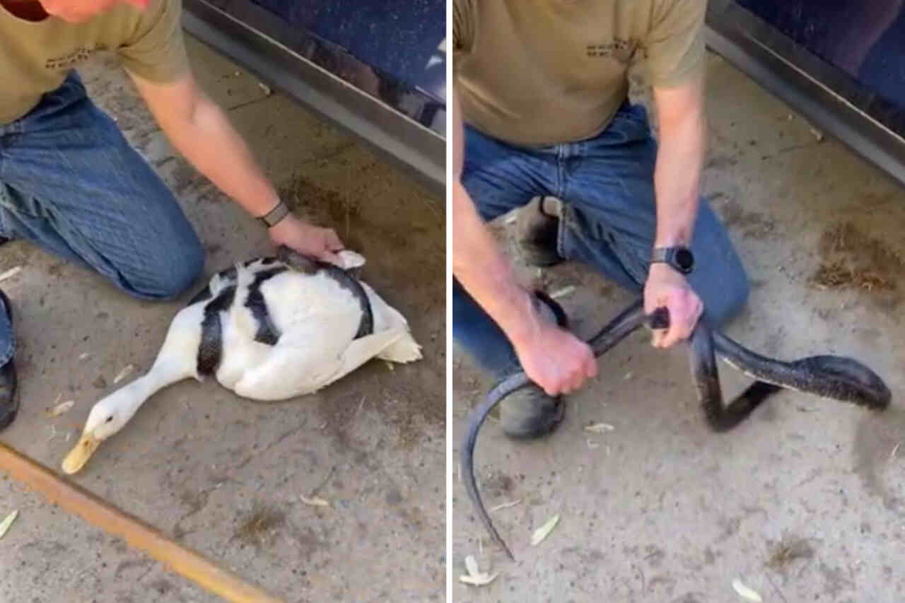 Mann rettet Ente, die kurz davor steht, Schlangenmahlzeit zu werden. Foto: Wiederverbreitung Twitter | X