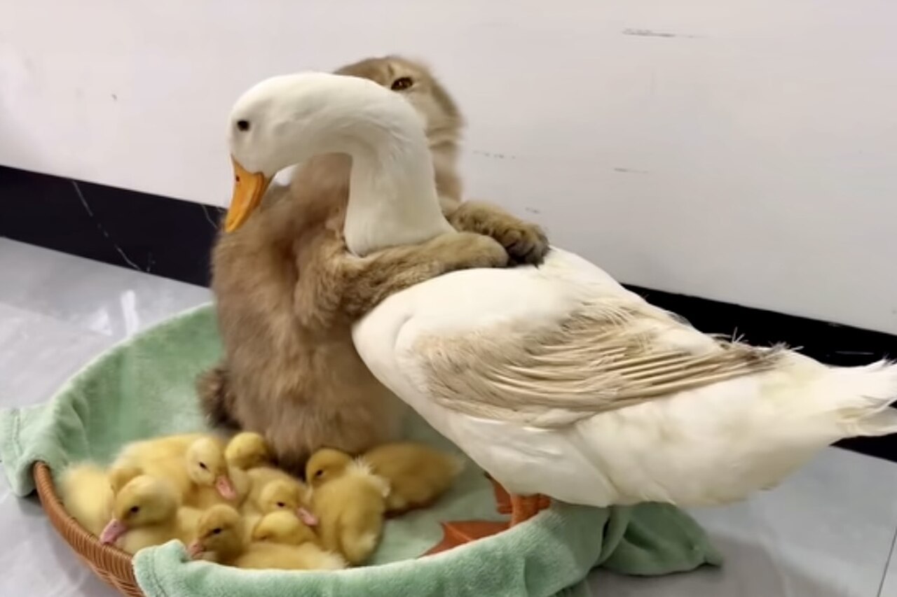 Cat and duck share care for chicks. Photo: Instagram