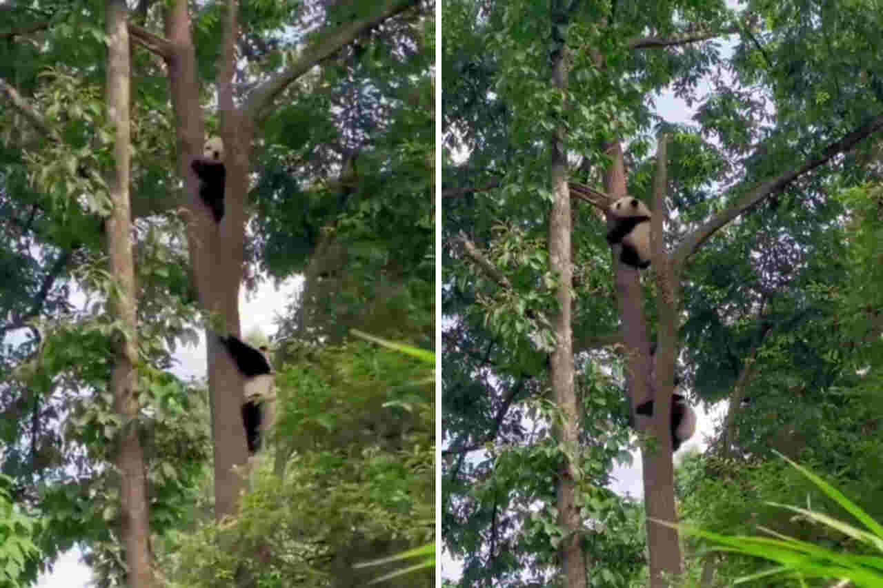 Pandas climbing trees. Photo: Instagram