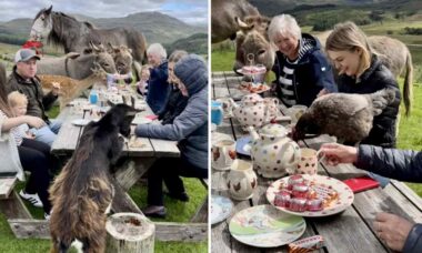 Vídeo hilário: família compartilha mesa de piquenique com galinha, burro, cavalo, bode e até gazela