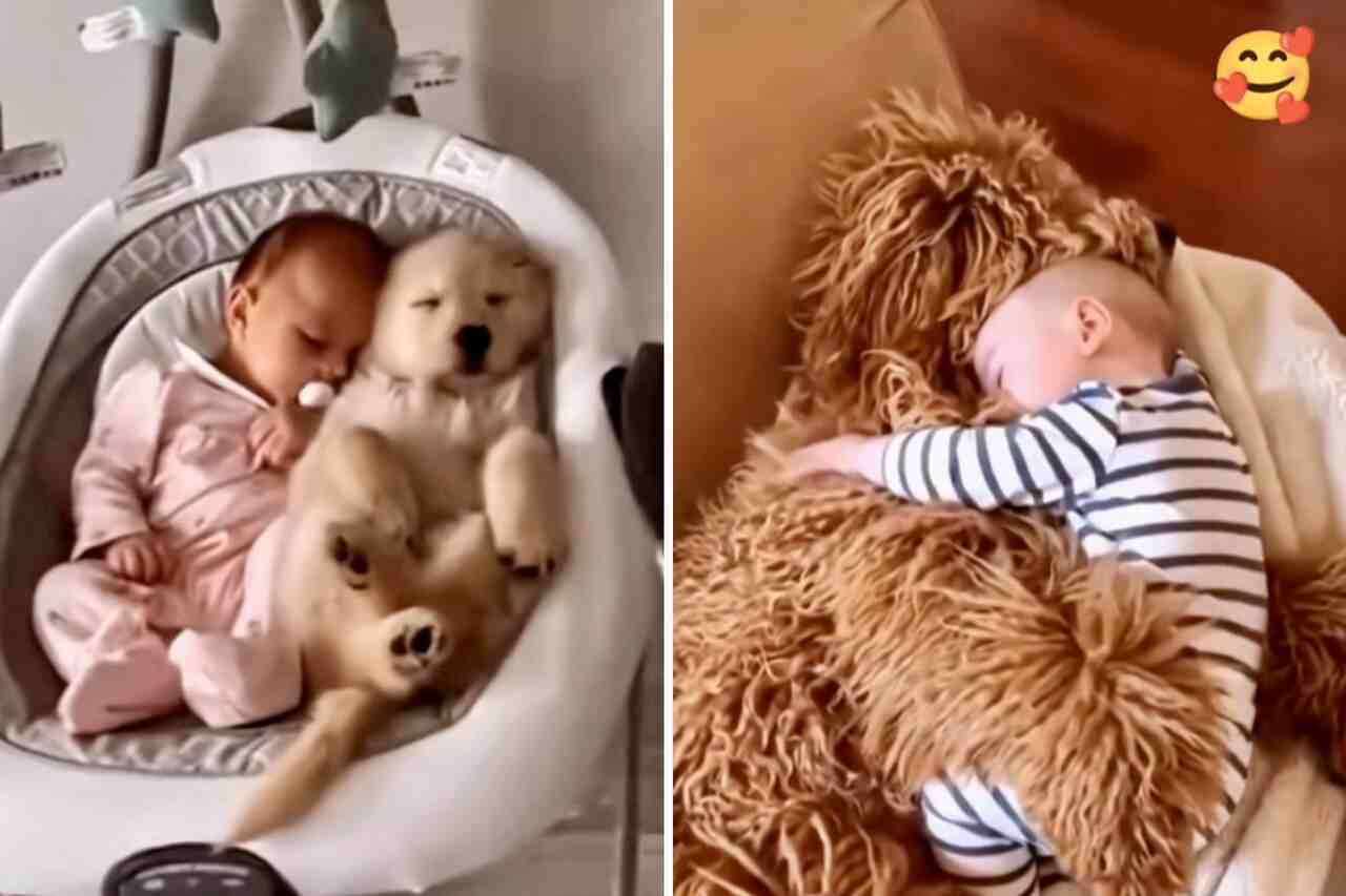 This video of puppies and babies is the cutest thing you'll see today