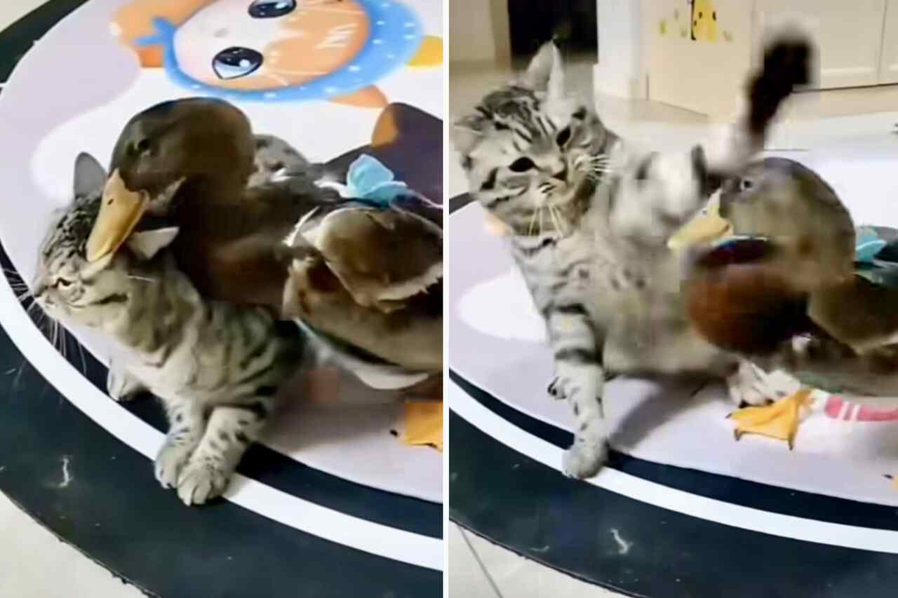 Hilarious video: annoying duck tests cat's patience