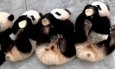 Esse vídeo de ursinhos panda tomando mamadeira é a coisa mais fofa que você vai ver hoje