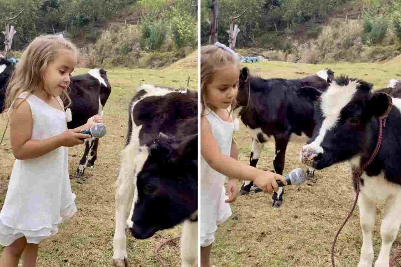 Cute video shows little girl 'talking' to a calf