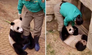 Panda-björn motstår ’arrestorder’. Foto: Instagram