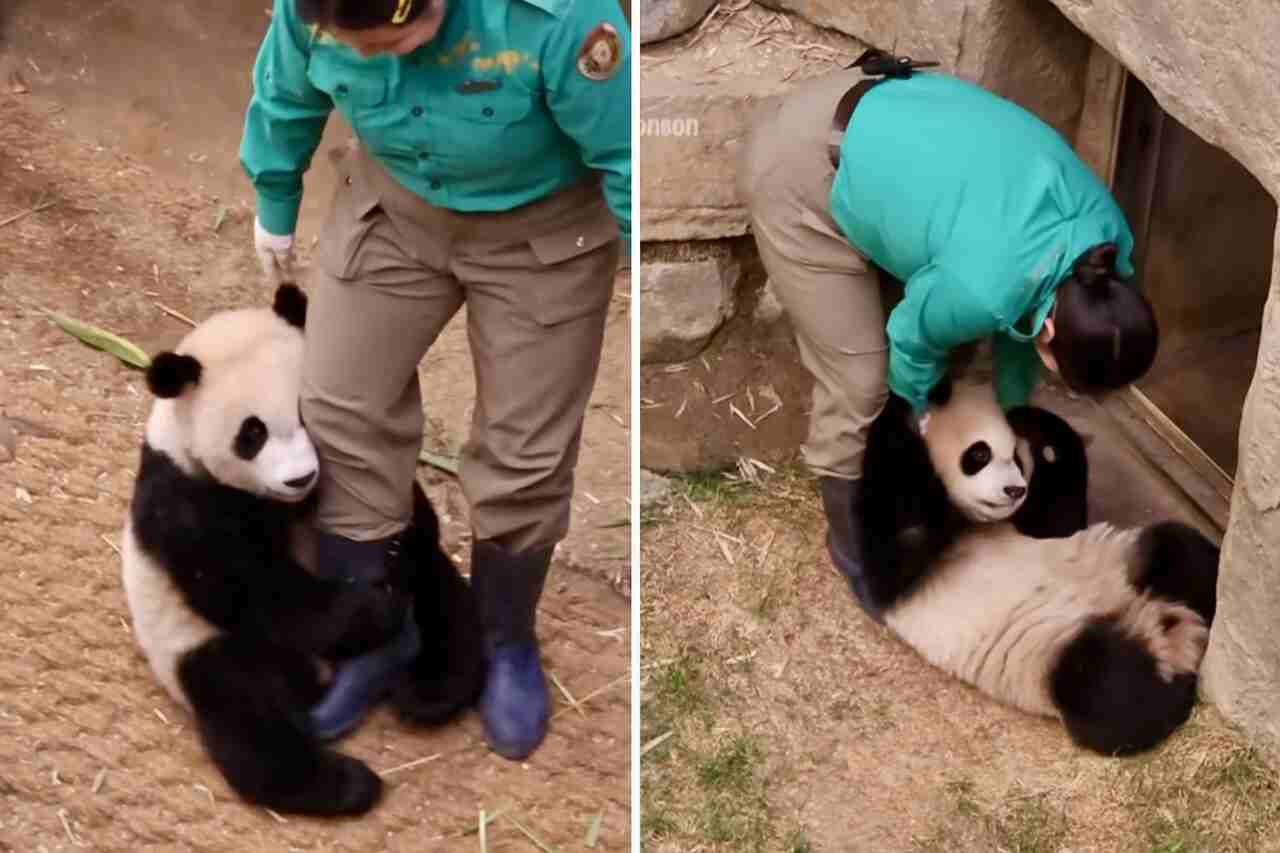 Vídeo hilário: urso panda resiste como pode a 'ordem de prisão'