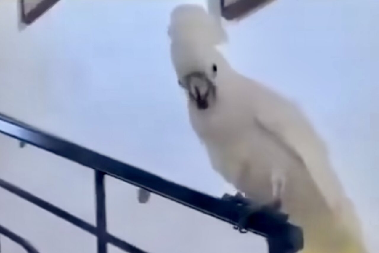 Hilarische video: Cockatiel doet parkour op trapleuning