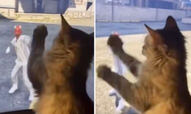 Vídeo hilário: gato feroz briga até com videogame