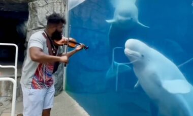 Vídeos registram animais que param tudo para ouvir uma boa música