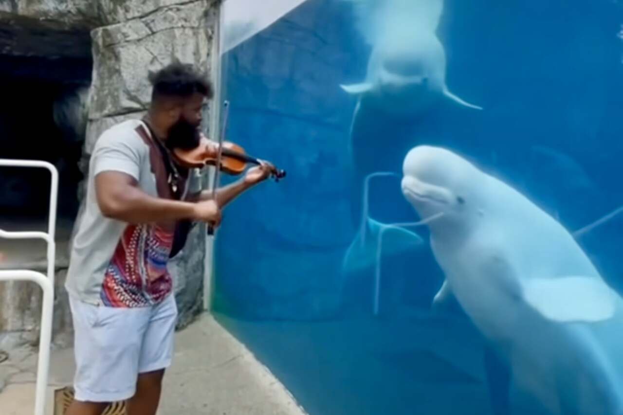 Videos capture animals stopping everything to listen to good music