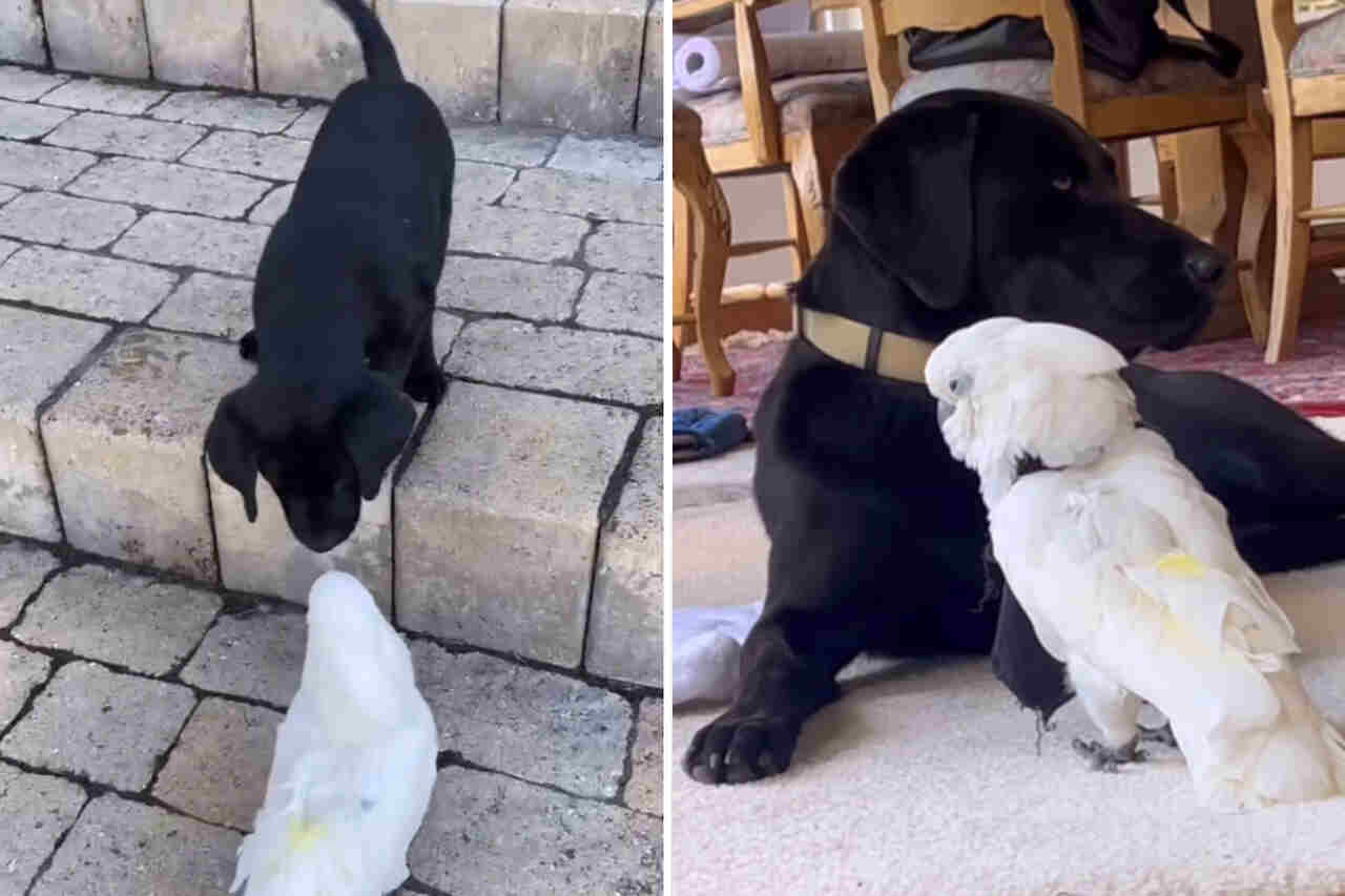 Schattig video: kaketoe en hondje zijn beste vrienden