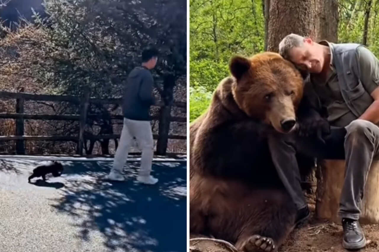 Vídeo registra linda história de amizade entre homem e urso