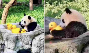 Esse vídeo de urso panda com patinhos na banheira é a coisa mais fofa que você vai ver nesta semana