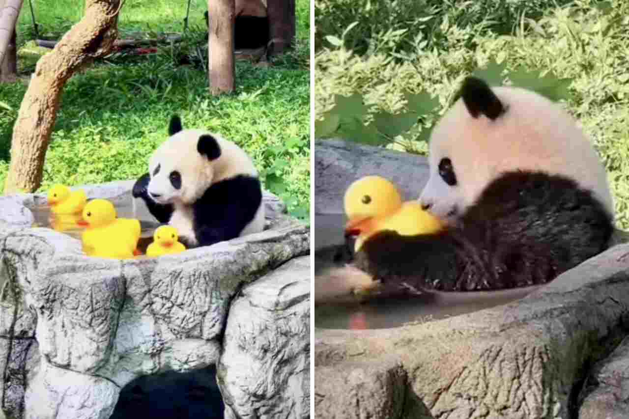 Deze video van een panda met eendjes in de badkuip is het schattigste dat je deze week zult zien