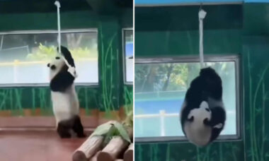 Panda-björn ger lektion i rytmisk gymnastik, inspirerad av OS. Foto: Instagram