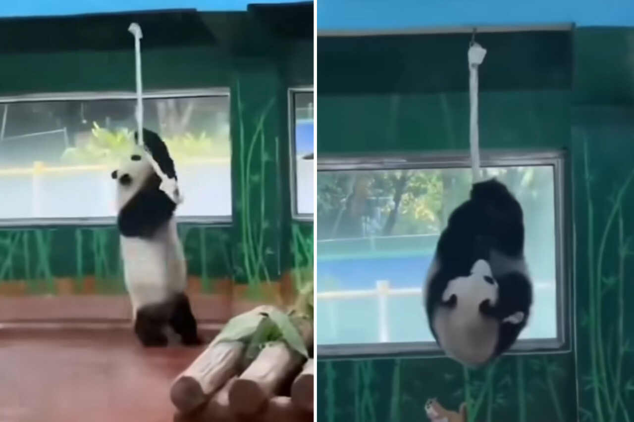 Panda-björn ger lektion i rytmisk gymnastik, inspirerad av OS. Foto: Instagram