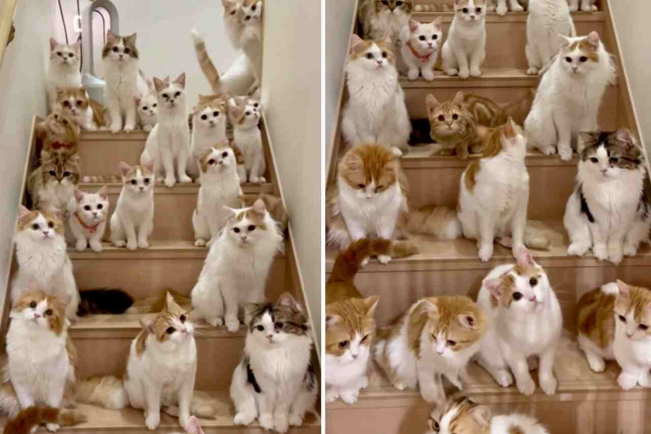 Do you love cats? Then watch the cutest staircase on the planet