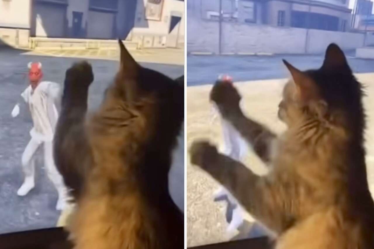 Roligt video: Ilsken katt slåss till och med med ett videospel