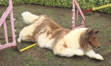 Homem que gastou mais de US$ 16 mil para 'virar' cachorro se dá mal em prova de agility